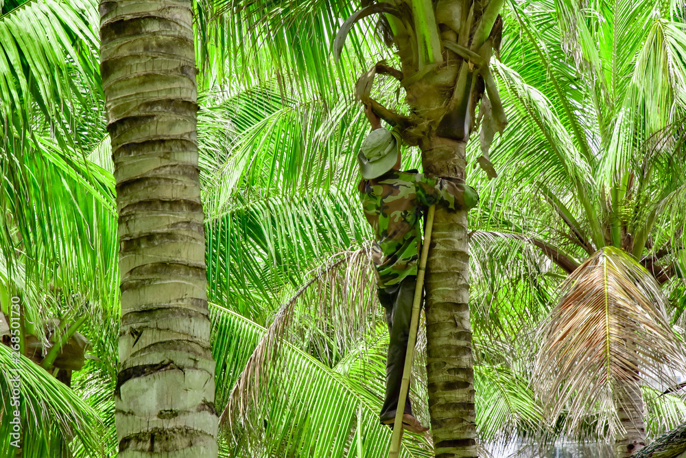 Vietnam. Cam Ranh. a gardener in overalls climbed the ladder along a tree trunk and cuts off old dried palm leaves