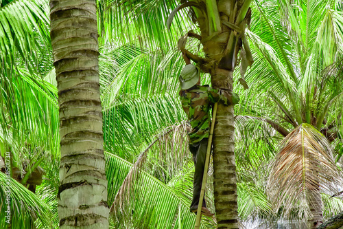 Vietnam. Cam Ranh. a gardener in overalls climbed the ladder along a tree trunk and cuts off old dried palm leaves