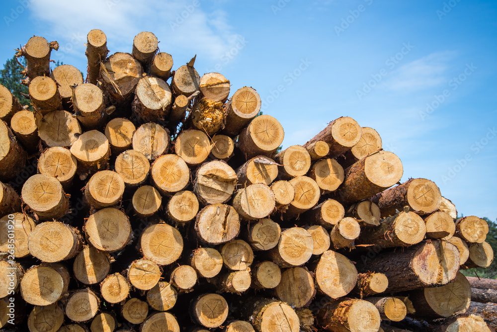 Stacked wood logs against blue sky - lumber or timber industry concept Stacked wood logs against blue sky - lumber or timber industry concept