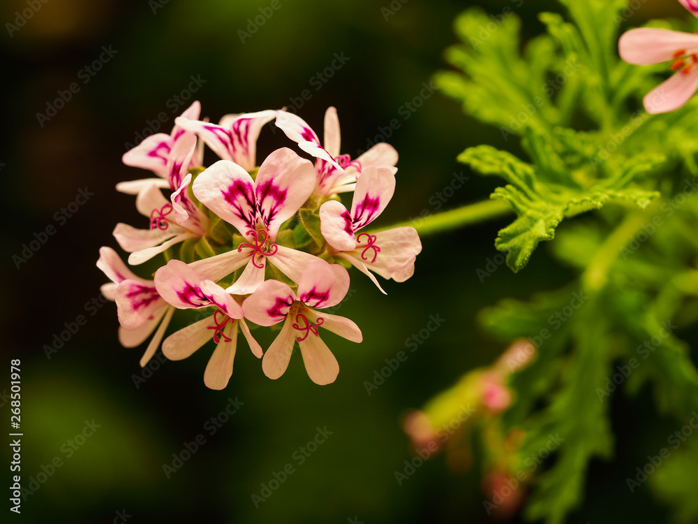 Pretty pink Rose Geranium flowers Pretty pink Rose Geranium flowers