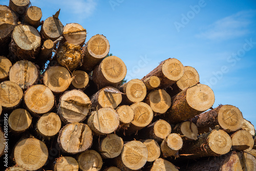 Stacked wood logs against blue sky - lumber or timber industry concept