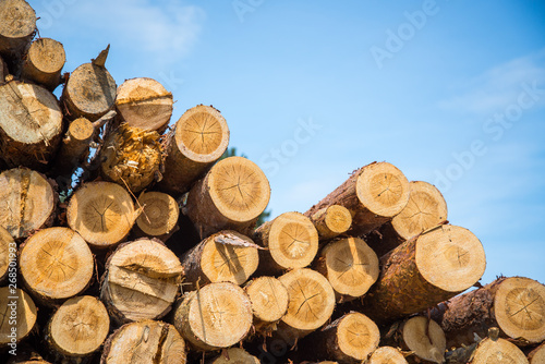 Stacked wood logs against blue sky - lumber or timber industry concept