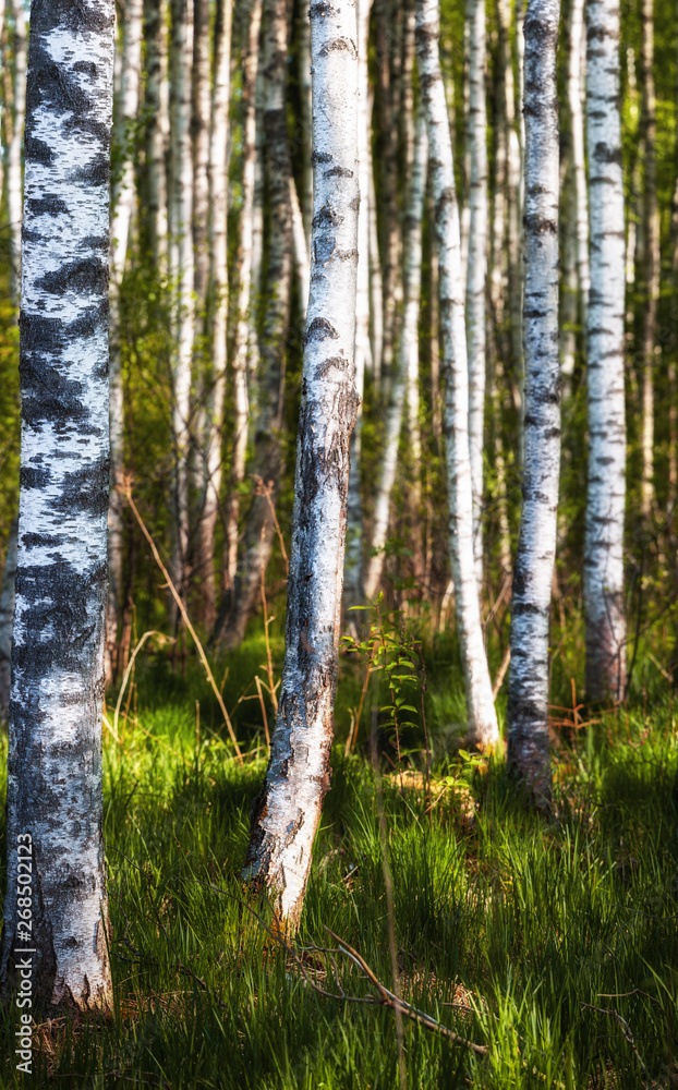 Fototapeta premium silver birches