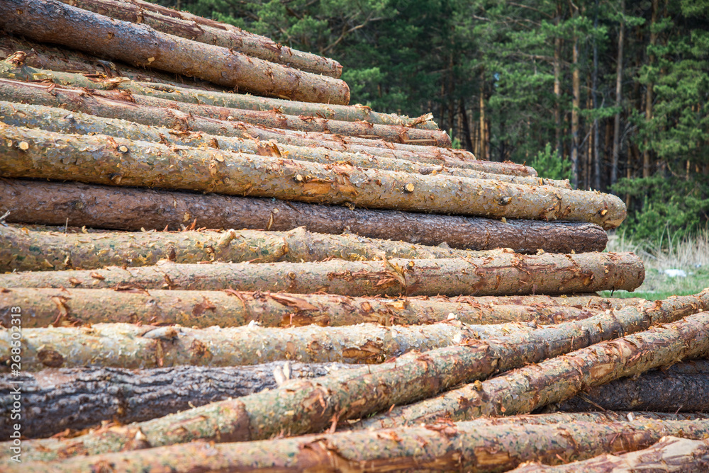 Pine logs, cut down by logging against the background of the forest Pine logs, cut down by logging against the background of the forest