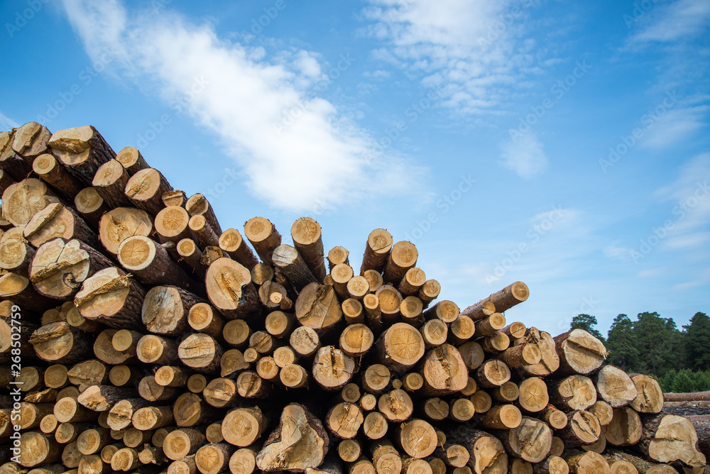 Stacked wood logs against blue sky - lumber or timber industry concept