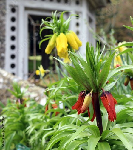 Yellow and Red Crown imperial flowers, imperial fritillary or Kaiser`s crown photo