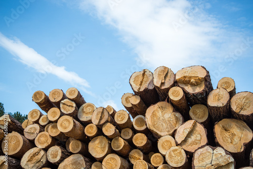 Stacked wood logs against blue sky - lumber or timber industry concept