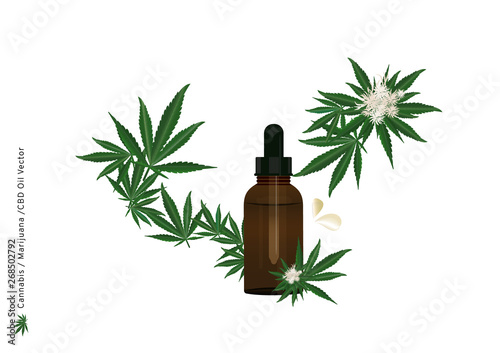 Pure extract oil from Cannabis or Marijuana flower and leaf with CBD strain for medical treatment by drop under the tongue and absorbed into patient illustration for advertising and public relation