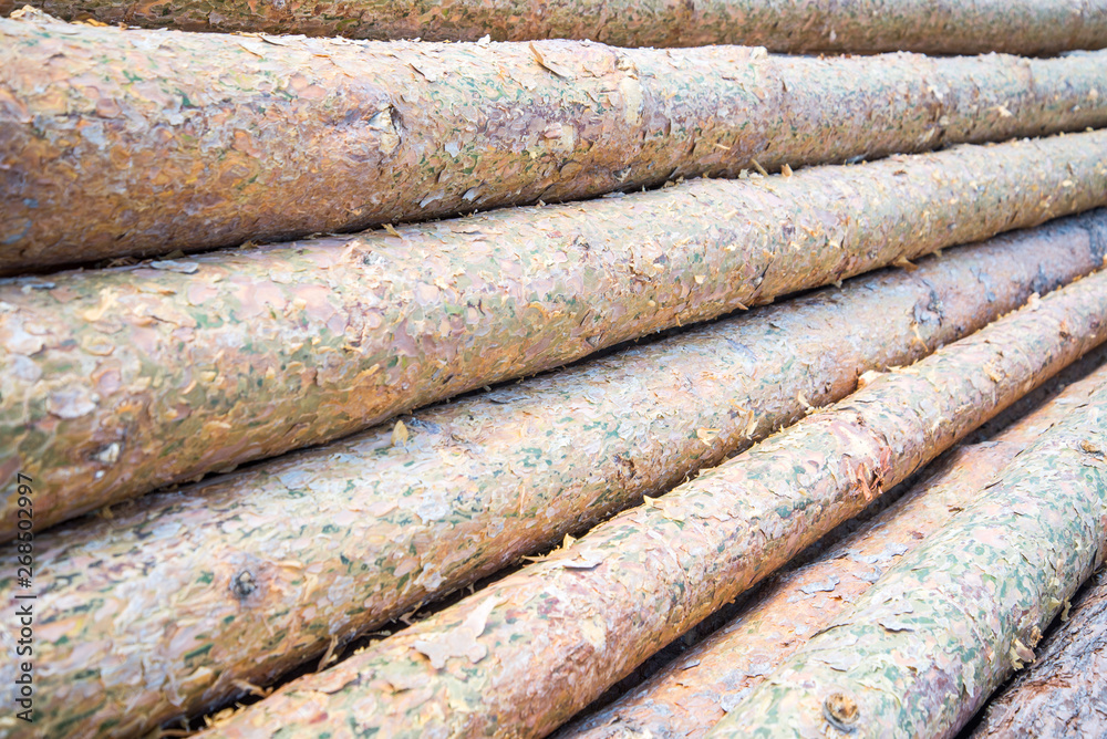 Pine logs close-up. Piled cut tree trunks for timber trade on a sunny day Pine logs close-up. Piled cut tree trunks for timber trade on a sunny day