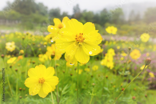 Cosmos flower field after rain in nature background of mountain and forest, rain water drop on yellow cosmos flower