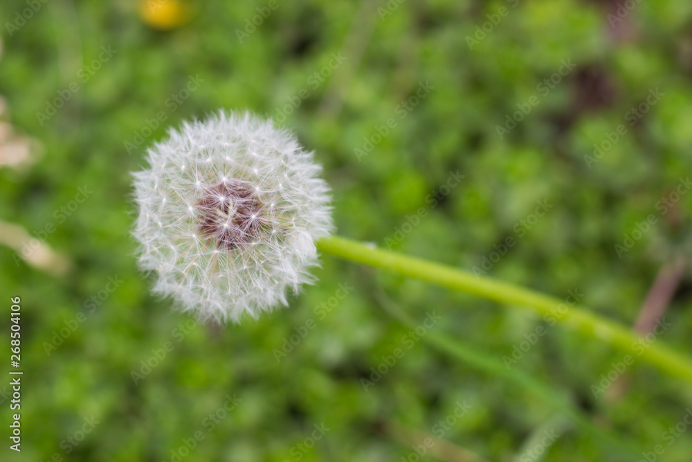 white fluffy dandelion growing on a forest lawn white fluffy dandelion growing on a forest lawn