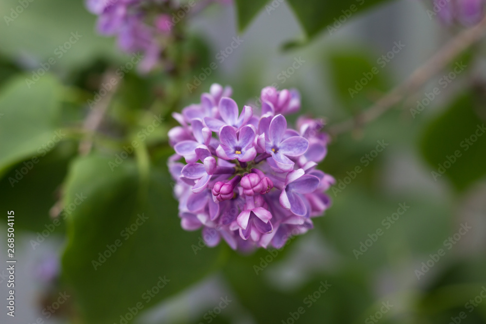 beautiful blooming branch of lilac growing in a home garden beautiful blooming branch of lilac growing in a home garden