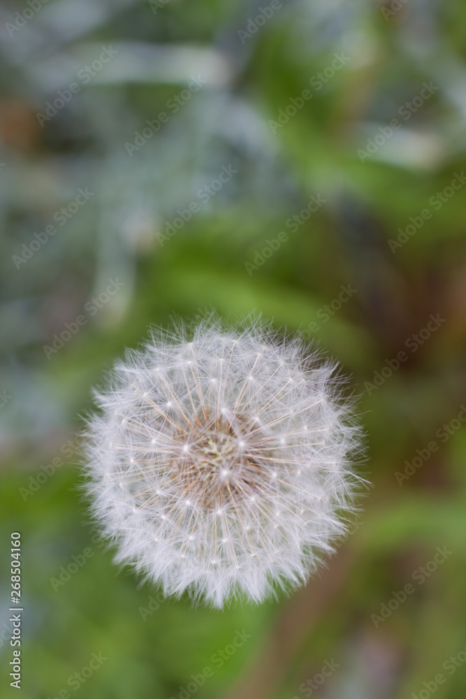 white fluffy dandelion growing on a forest lawn white fluffy dandelion growing on a forest lawn