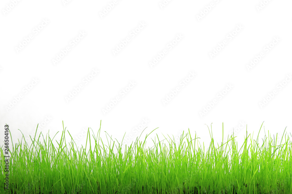 Fototapeta premium Trawa zielona na białym tle.