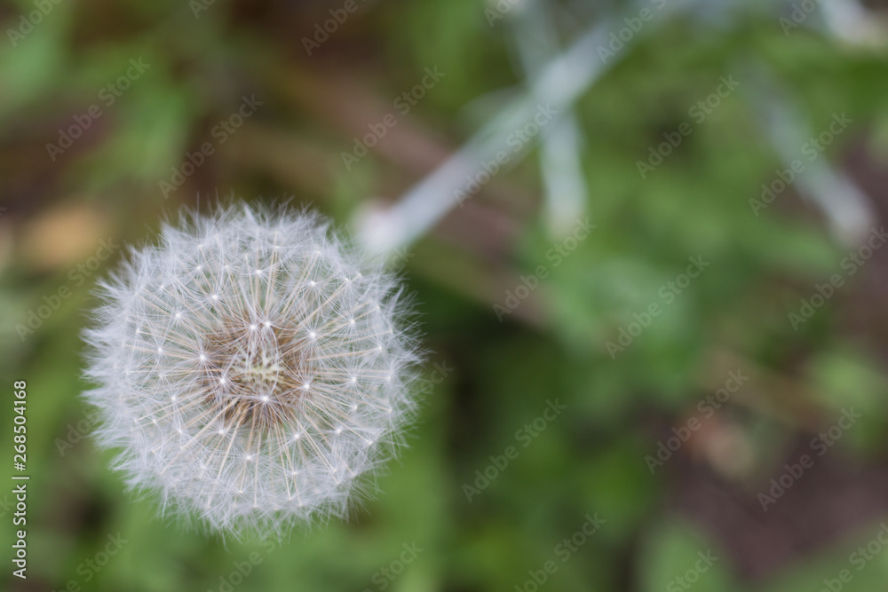 white fluffy dandelion growing on a forest lawn white fluffy dandelion growing on a forest lawn