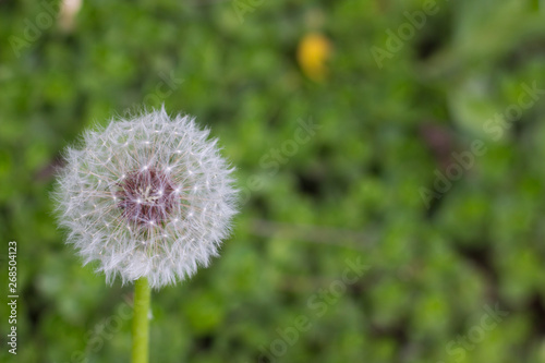 Fototapeta Naklejka Na Ścianę i Meble -  white fluffy dandelion growing on a forest lawn
