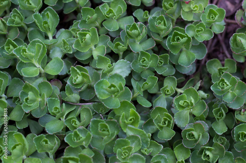 curly ornamental plants with bright green leaves in the garden