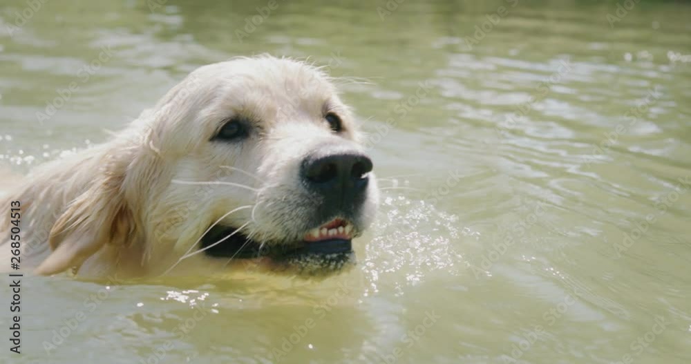 Slow motion close up of a playful Golden Retriever dog with a pedigree is swimming in the lake in a sunny day. Slow motion close up of a playful Golden Retriever dog with a pedigree is swimming in the lake in a sunny day.