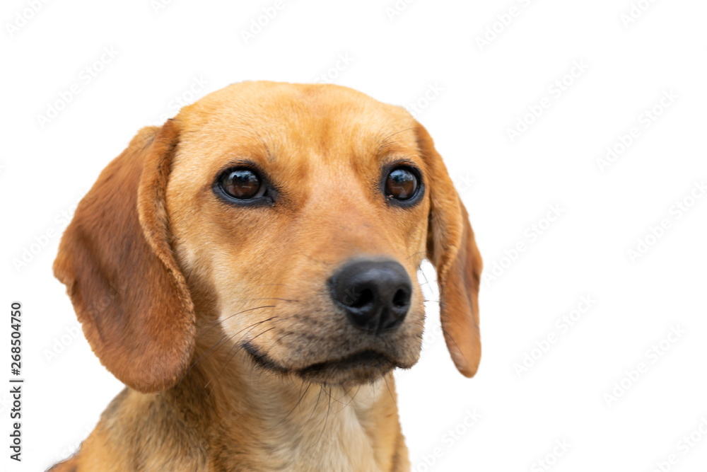 Muzzle dog