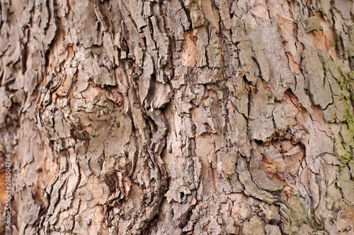 cracked tree bark of an old tree