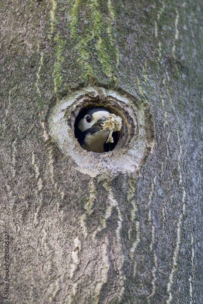 Awesome nature, the Great spotted woodpecker clean its nest (Dendrocopos major) Awesome nature, the Great spotted woodpecker clean its nest (Dendrocopos major)