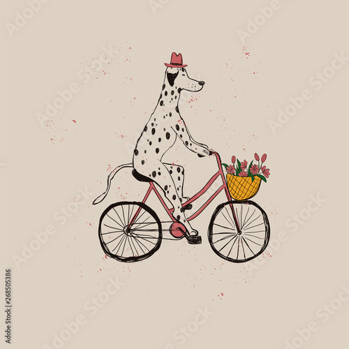 Cute Dalmatian Dog Riding Bicycle