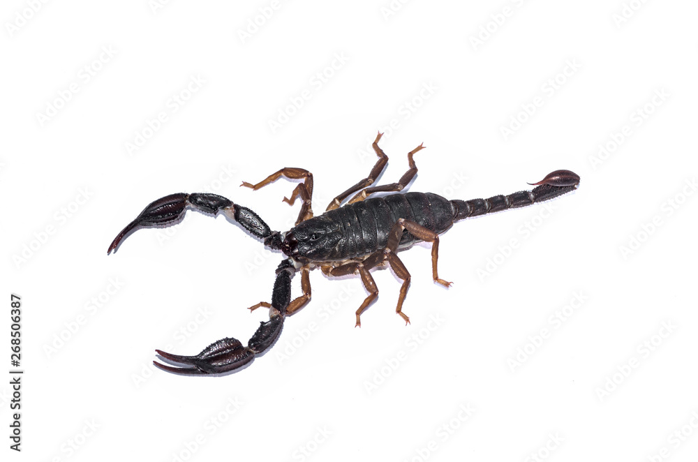 Closeup of the live scorpion with shadow isolated on the white background, top view; Dangerous animal in nature in areas of the Mediterranean coast Closeup of the live scorpion with shadow isolated on the white background, top view; Dangerous animal in nature in areas of the Mediterranean coast