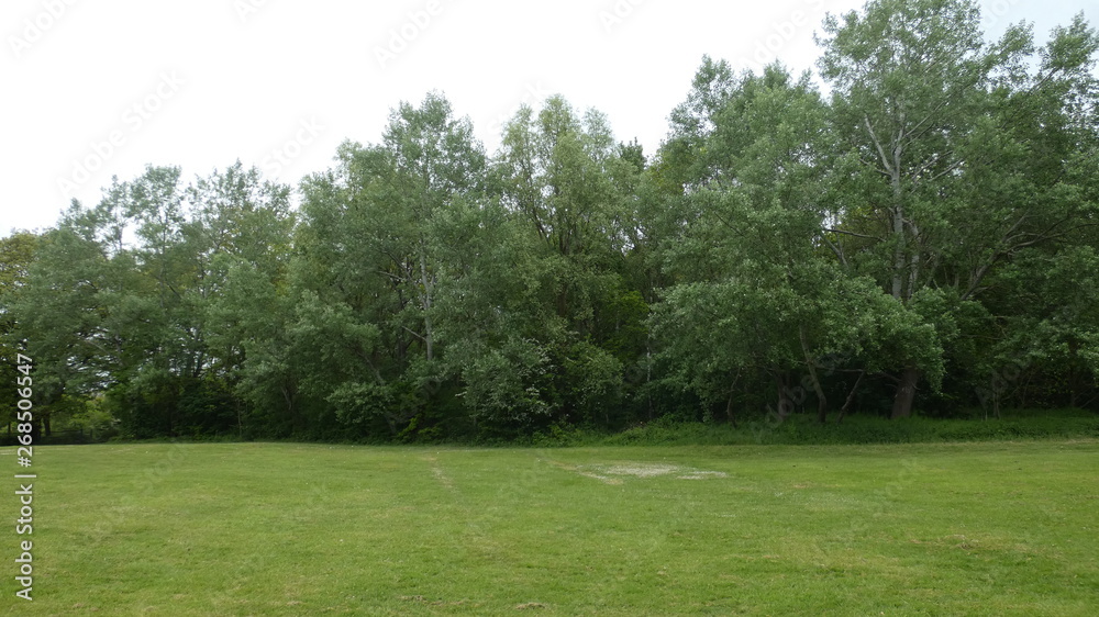 White Poplar in the forest on a beautiful spring day