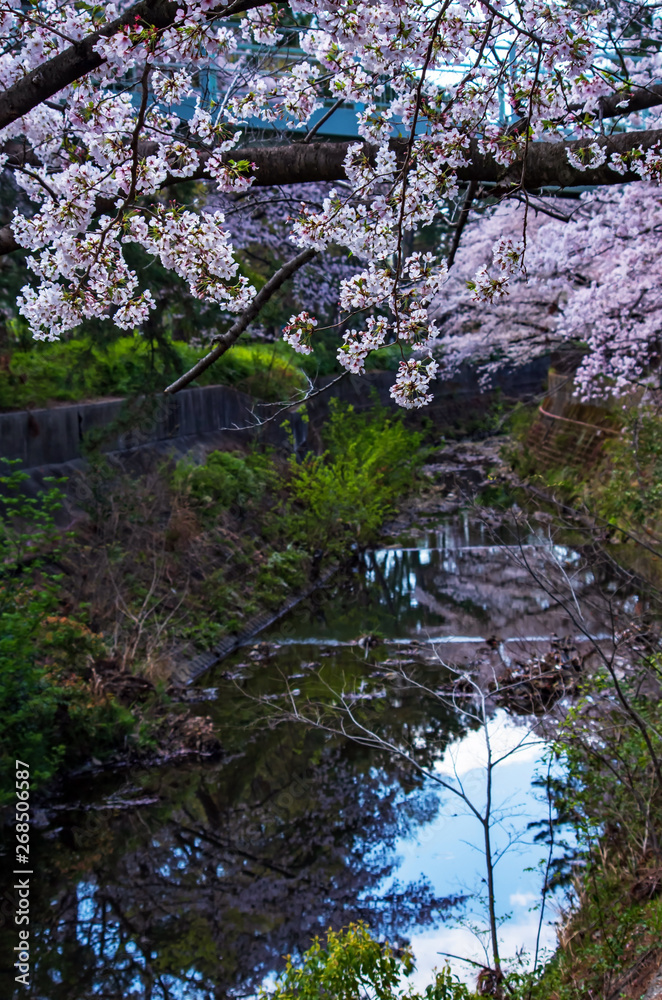 大阪豊中・天竺川の桜 大阪豊中・天竺川の桜