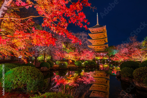 京都　東寺の紅葉　夜景
