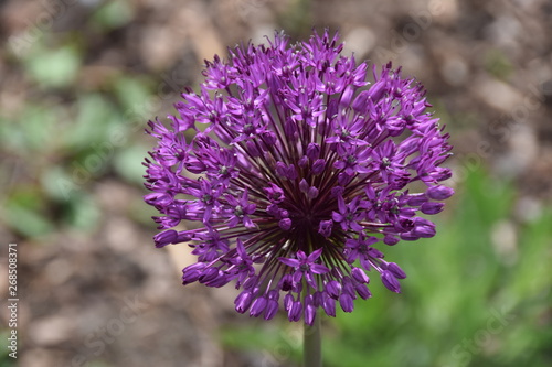 Blume 2