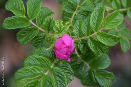 Blumenknospe