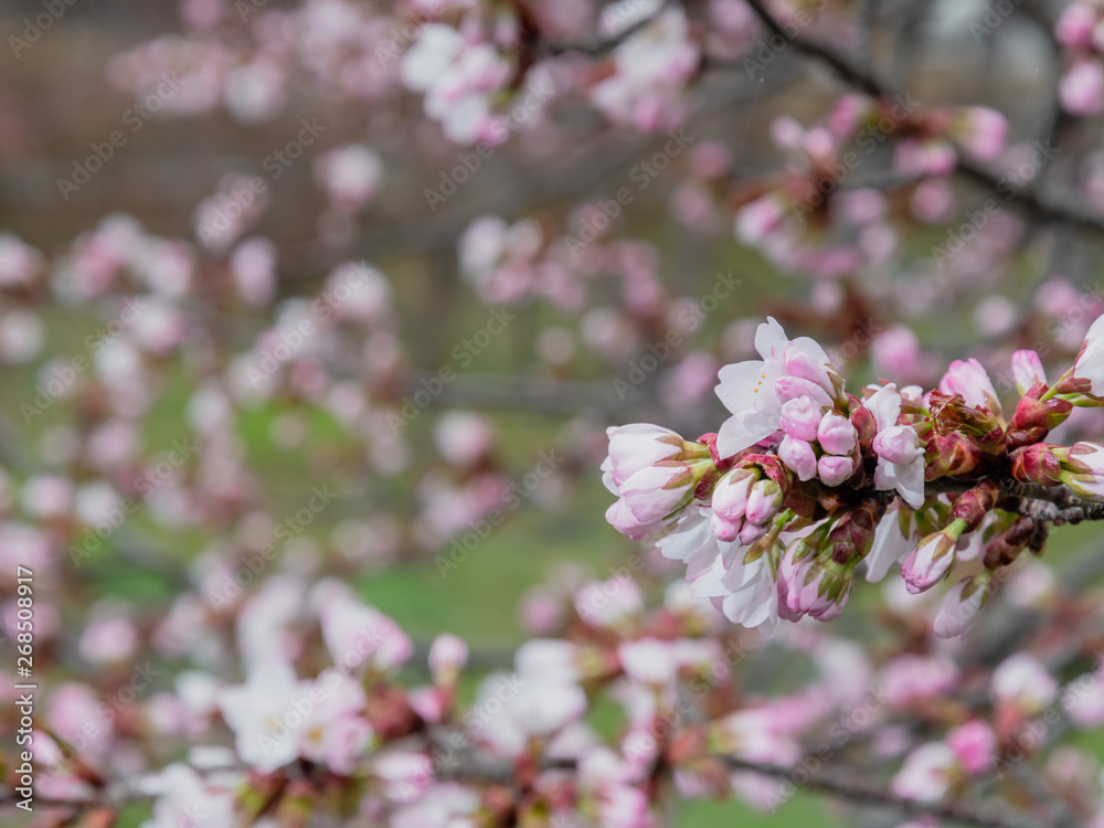 桜の花 / 爽やかな春のイメージ 桜の花 / 爽やかな春のイメージ