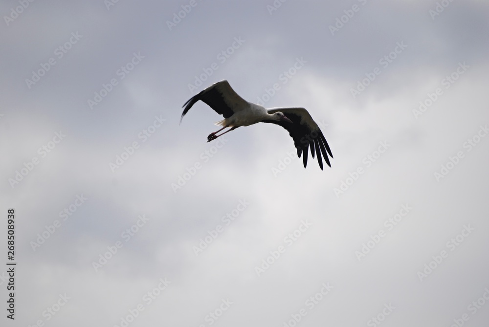 Cigogne Cigogne