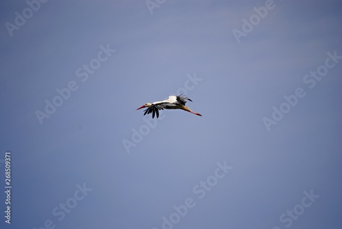 Cigogne