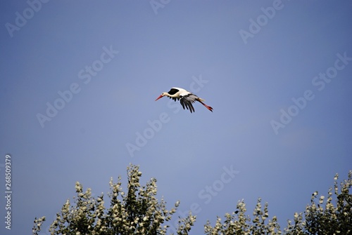 Cigogne
