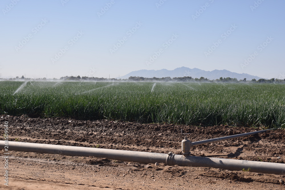 Onion field with modern sprinkler irrigation