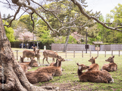 Nara Deers