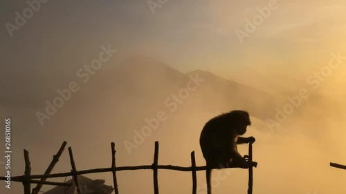 Monkey on background of a volcano in the mountains Bali Indonesia. Monkey goes on the fence on the background of clouds photo