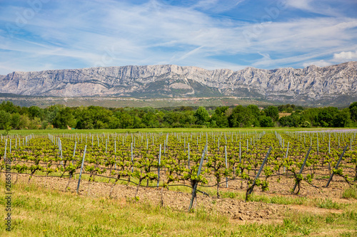 Vineyard close  to Sainte Victoire mountain near aix en Provence  France.