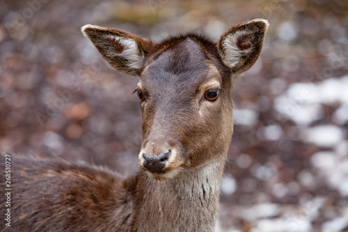 Portrait of Female Deer in a beautiful forest (Germany)