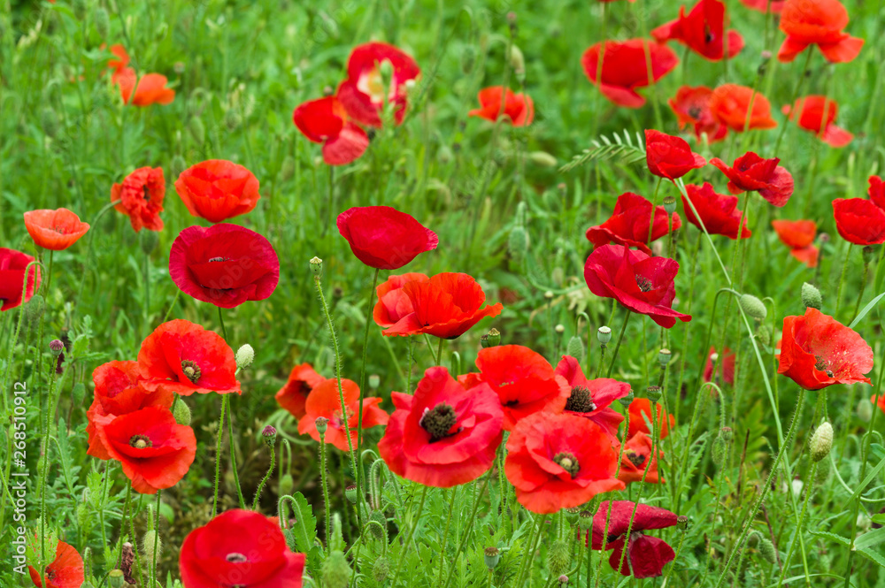 Poppies 1 Poppies 1