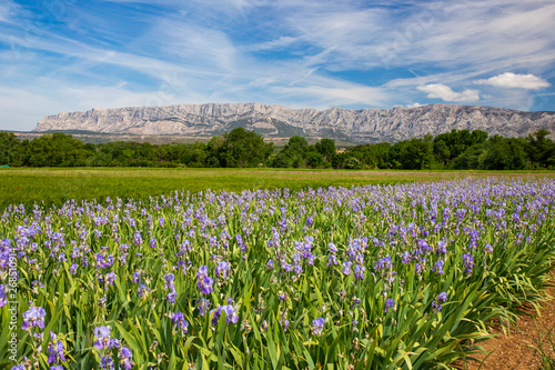 Iris meadow close  to Sainte Victoire mountain near aix en Provence  France. photo