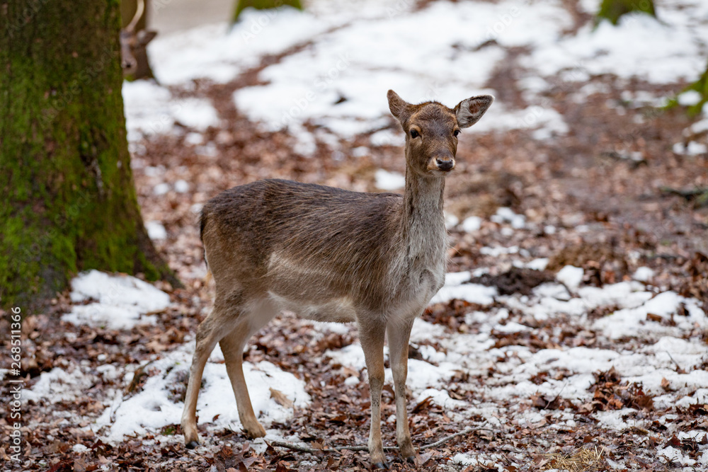 Portrait of Female Deer in a beautiful forest (Germany) Portrait of Female Deer in a beautiful forest (Germany)