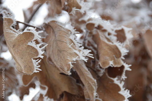 Frost 3