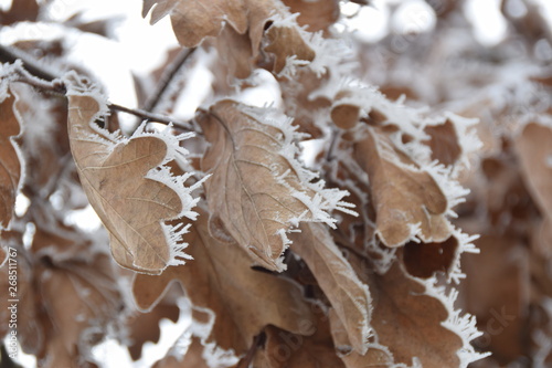 Frost 4