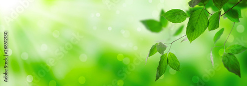 Fresh green leaves on a shiny background