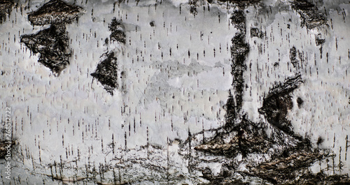 Fototapeta Naklejka Na Ścianę i Meble -  Tekstura z drzewa - brzoza