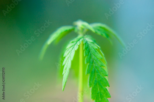 Close up macro of green hemp  ganja leaves. CBD oil concept on a blurred background. Young cannabis plants