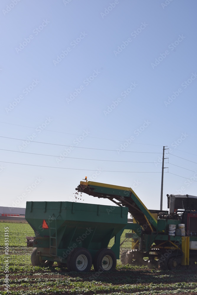 Arizona harvest of radish field Arizona harvest of radish field